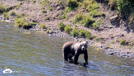 Kodiak Alaska Brown Bears Live Webcam - Aug 23, 2026, 12:32pm AKDT
