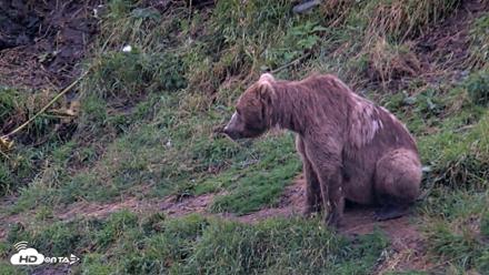 Kodiak Alaska Brown Bears Live Webcam - Aug 14, 2026, 7:10am AKDT