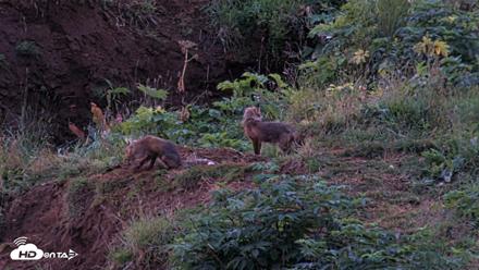 Kodiak Alaska Brown Bears Live Webcam - Aug 12, 2026, 6:34am AKDT