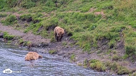 Kodiak Alaska Brown Bears Live Webcam - Aug 22, 2026, 4:03pm AKDT
