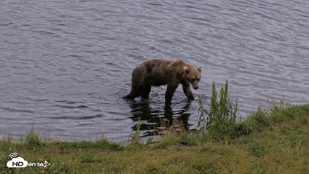 Kodiak Alaska Brown Bears Live Webcam - Aug 21, 2026, 4:40pm AKDT