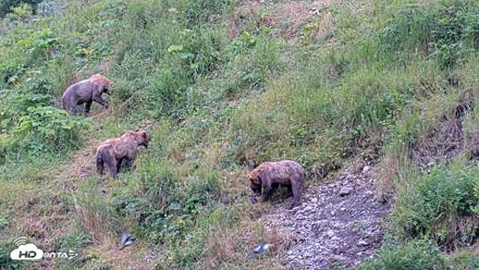 Kodiak Alaska Brown Bears Live Webcam - Aug 6, 2026, 10:05am AKDT