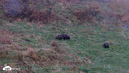 Kodiak Alaska Brown Bears Live Webcam - Oct 12, 2026, 6:58pm AKDT