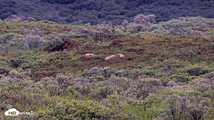 Kodiak Alaska Brown Bears Live Webcam - Aug 3, 2026, 6:12am AKDT