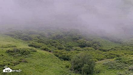 Kodiak Alaska Brown Bears Live Webcam - Aug 2, 2026, 8:50am AKDT