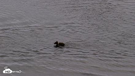Kodiak Alaska Brown Bears Live Webcam - Aug 19, 2026, 9:29pm AKDT