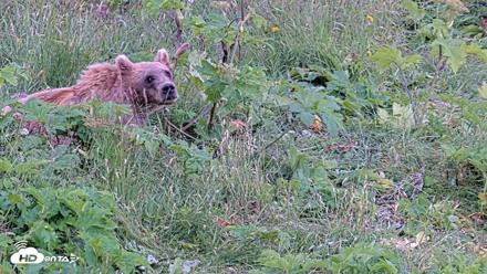 Kodiak Alaska Brown Bears Live Webcam - Aug 1, 2026, 7:05pm AKDT