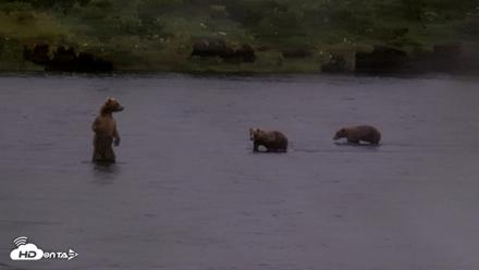 Kodiak Alaska Brown Bears Live Webcam - Aug 13, 2026, 5:30pm AKDT