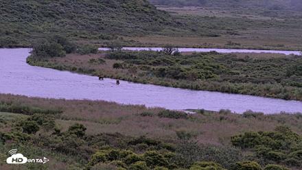 Kodiak Alaska Brown Bears Live Webcam - Aug 7, 2026, 6:15am AKDT