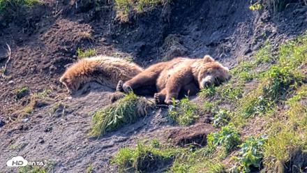 Kodiak Alaska Brown Bears Live Webcam - Aug 8, 2026, 12:01pm AKDT