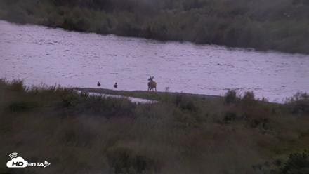 Kodiak Alaska Brown Bears Live Webcam - Aug 14, 2026, 6:53am AKDT