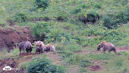 Kodiak Alaska Brown Bears Live Webcam - Aug 9, 2026, 5:26pm AKDT