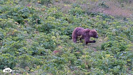 Kodiak Alaska Brown Bears Live Webcam - Aug 2, 2026, 9:02am AKDT
