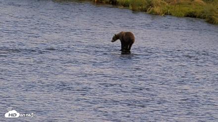 Kodiak Alaska Brown Bears Live Webcam - Aug 11, 2026, 5:59pm AKDT
