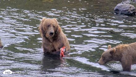 Kodiak Alaska Brown Bears Live Webcam - Aug 18, 2026, 2:45pm AKDT