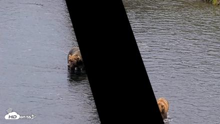 Kodiak Alaska Brown Bears Live Webcam - Aug 10, 2026, 8:54pm AKDT