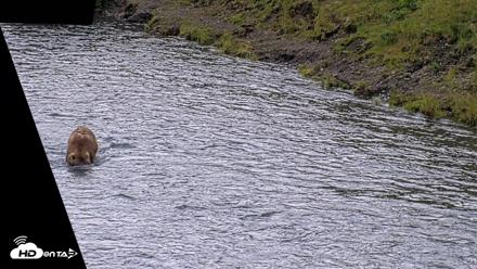 Kodiak Alaska Brown Bears Live Webcam - Aug 6, 2026, 11:46am AKDT