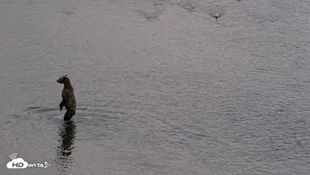 Kodiak Alaska Brown Bears Live Webcam - Aug 20, 2026, 8:30pm AKDT