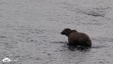 Kodiak Alaska Brown Bears Live Webcam - Aug 20, 2026, 5:47pm AKDT