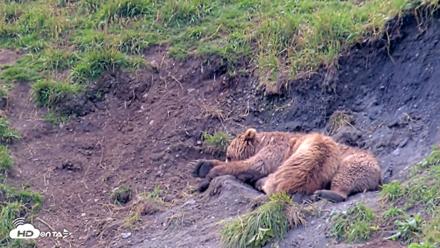 Kodiak Alaska Brown Bears Live Webcam - Aug 9, 2026, 12:18pm AKDT