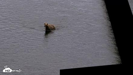 Kodiak Alaska Brown Bears Live Webcam - Aug 20, 2026, 8:16pm AKDT
