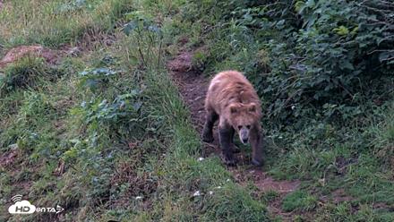 Kodiak Alaska Brown Bears Live Webcam - Aug 12, 2026, 7:06am AKDT