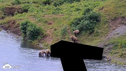 Kodiak Alaska Brown Bears Live Webcam - Aug 2, 2026, 12:43pm AKDT