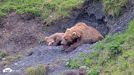 Kodiak Alaska Brown Bears Live Webcam - Aug 22, 2026, 3:08pm AKDT