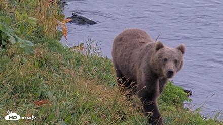 Kodiak Alaska Brown Bears Live Webcam - Aug 20, 2026, 6:07pm AKDT