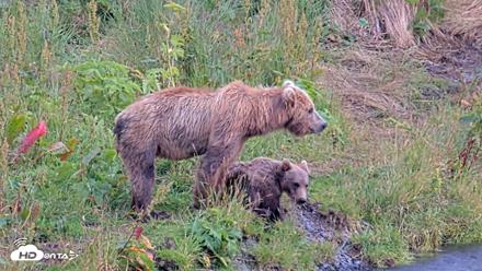 Kodiak Alaska Brown Bears Live Webcam - Aug 10, 2026, 5:04pm AKDT