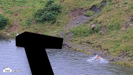 Kodiak Alaska Brown Bears Live Webcam - Aug 4, 2026, 8:58pm AKDT