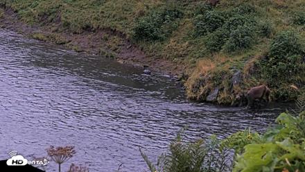 Kodiak Alaska Brown Bears Live Webcam - Aug 17, 2026, 9:48pm AKDT