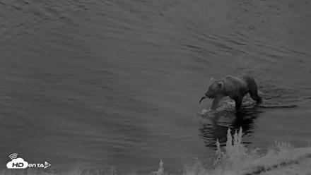 Kodiak Alaska Brown Bears Live Webcam - Aug 19, 2026, 6:54am AKDT