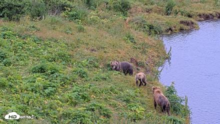 Kodiak Alaska Brown Bears Live Webcam - Aug 7, 2026, 9:59am AKDT