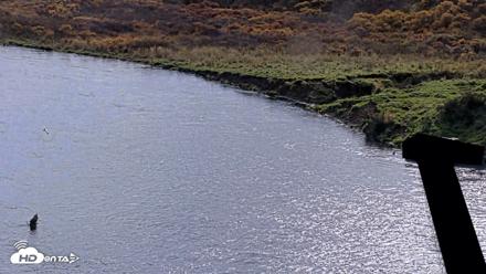 Kodiak Alaska Brown Bears Live Webcam - Oct 8, 2026, 1:16pm AKDT