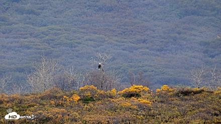 Kodiak Alaska Brown Bears Live Webcam - Oct 6, 2026, 10:40am AKDT