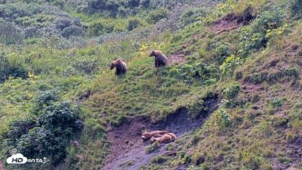 Kodiak Alaska Brown Bears Live Webcam - Aug 9, 2026, 1:02pm AKDT