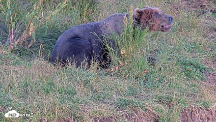 Kodiak Alaska Brown Bears Live Webcam - Aug 11, 2026, 8:16pm AKDT