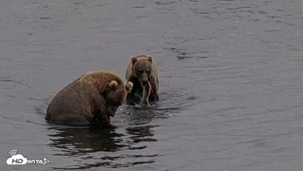 Kodiak Alaska Brown Bears Live Webcam - Aug 17, 2026, 8:46pm AKDT