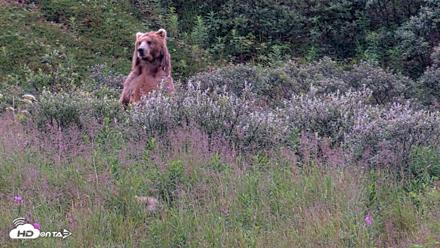 Kodiak Alaska Brown Bears Live Webcam - Aug 11, 2026, 7:47am AKDT