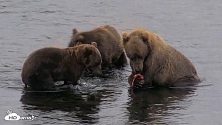 Kodiak Alaska Brown Bears Live Webcam - Aug 18, 2026, 7:43am AKDT