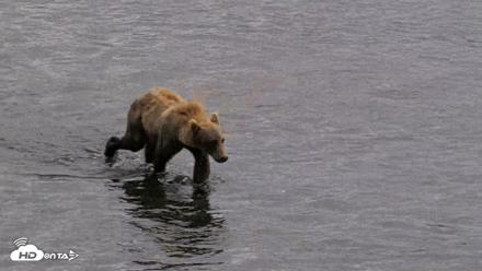 Kodiak Alaska Brown Bears Live Webcam - Aug 11, 2026, 4:44pm AKDT