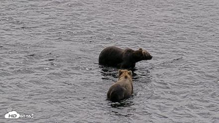Kodiak Alaska Brown Bears Live Webcam - Aug 1, 2026, 12:47pm AKDT