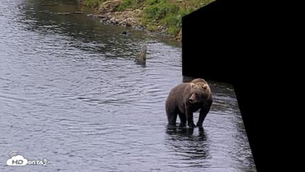 Kodiak Alaska Brown Bears Live Webcam - Aug 18, 2026, 5:16pm AKDT