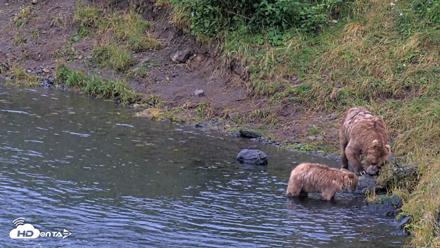 Kodiak Alaska Brown Bears Live Webcam - Aug 13, 2026, 8:27pm AKDT