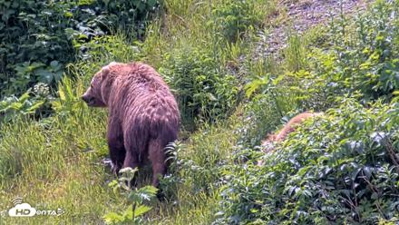 Kodiak Alaska Brown Bears Live Webcam - Jul 15, 2026, 1:47pm AKDT