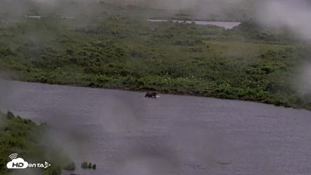 Kodiak Alaska Brown Bears Live Webcam - Jul 21, 2026, 10:24am AKDT