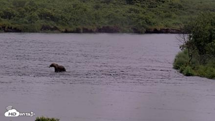 Kodiak Alaska Brown Bears Live Webcam - Jul 21, 2026, 2:19pm AKDT