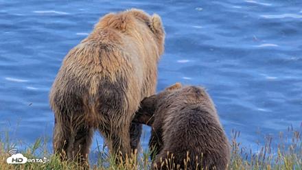 Kodiak Alaska Brown Bears Live Webcam - Aug 11, 2026, 8:18pm AKDT