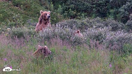Kodiak Alaska Brown Bears Live Webcam - Aug 11, 2026, 7:47am AKDT